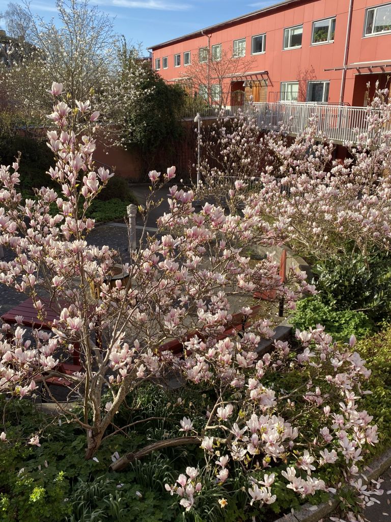 Blommande, rosa magnolior. 