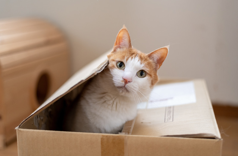En orangevit katt som sticker upp ur en flyttkartong.