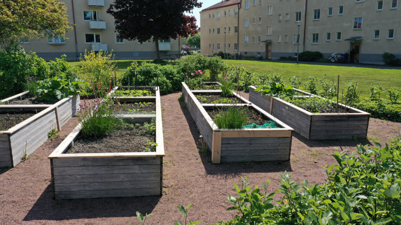 Sommar och sol, i förgrunden syns pallkragar som det odlas i. I bakgrunden hus. 