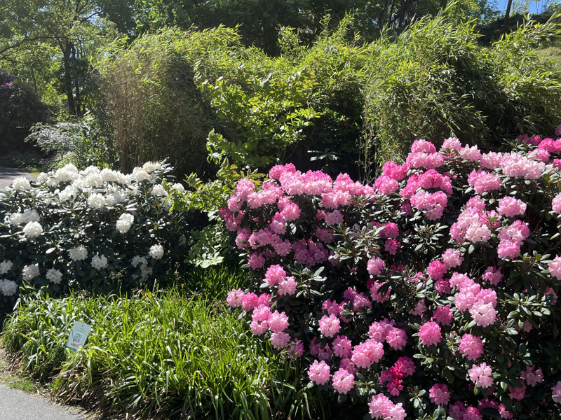 En massa blommor som är i gräset.