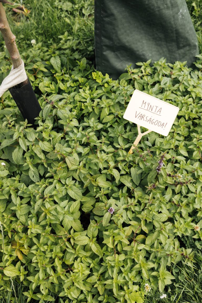 Ett hav av färsk, grön mynta, tillsammans med en skylt där det står "Mynta. Varsågod!". 