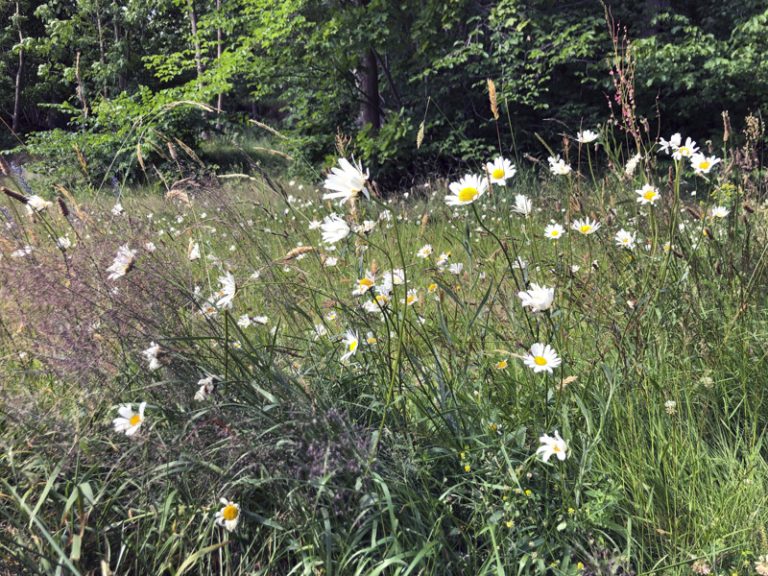 Ett fält med vildblommor och gräs med träd i bakgrunden.