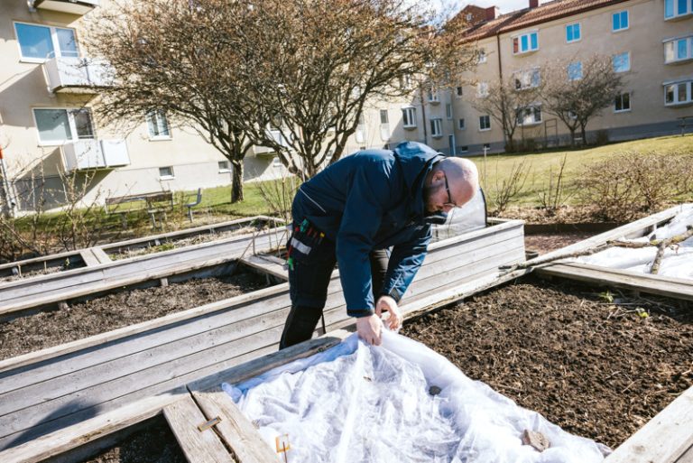 Daniel lägger ett skydd över planteringen i Bostadsbolagets kvarter i Kyrkbyn. I bakgrunden syns ett par beiga lägenhetshus, odlingspallar och några träd.