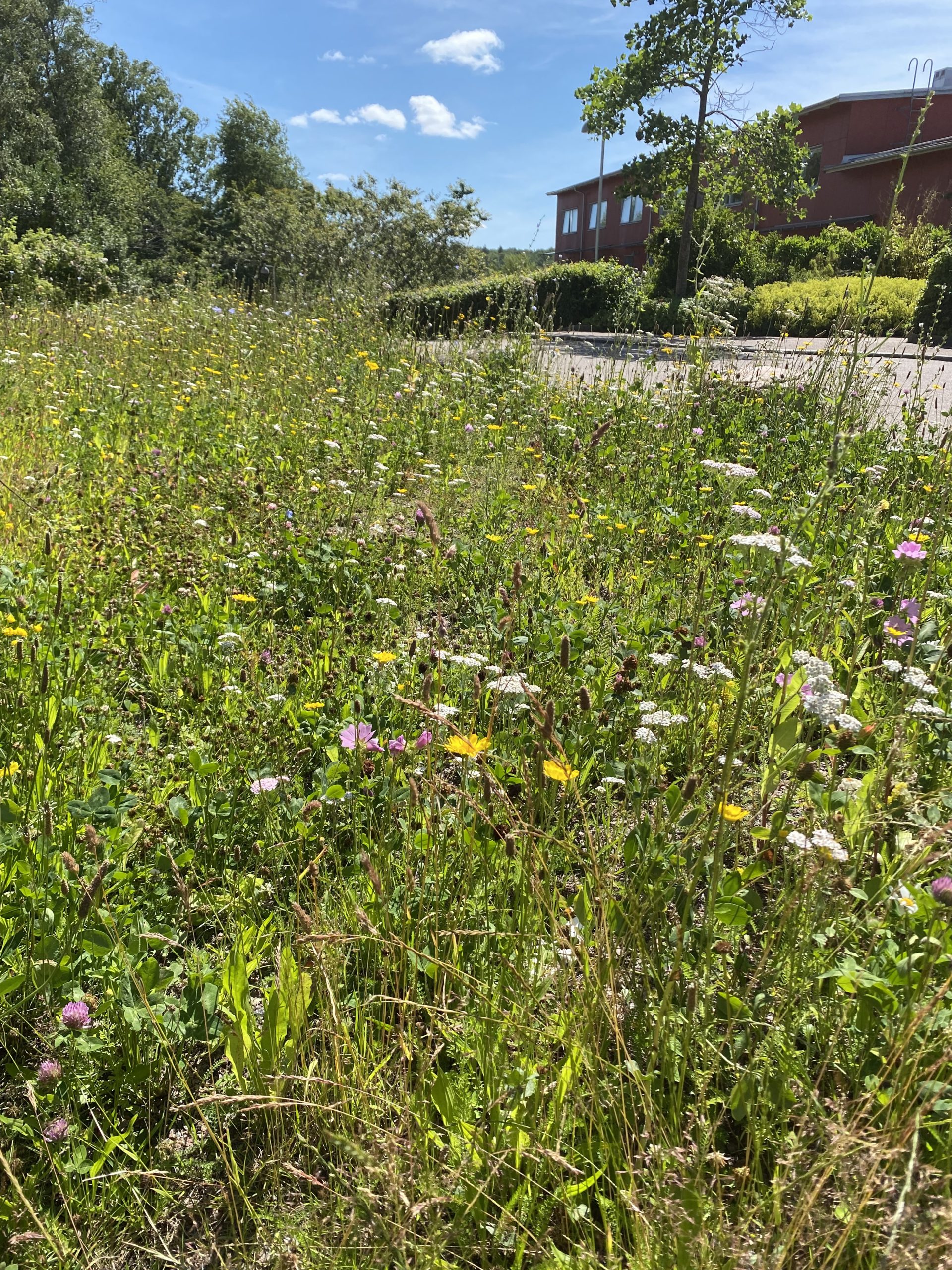 Ett fält med vildblommor framför ett hus.