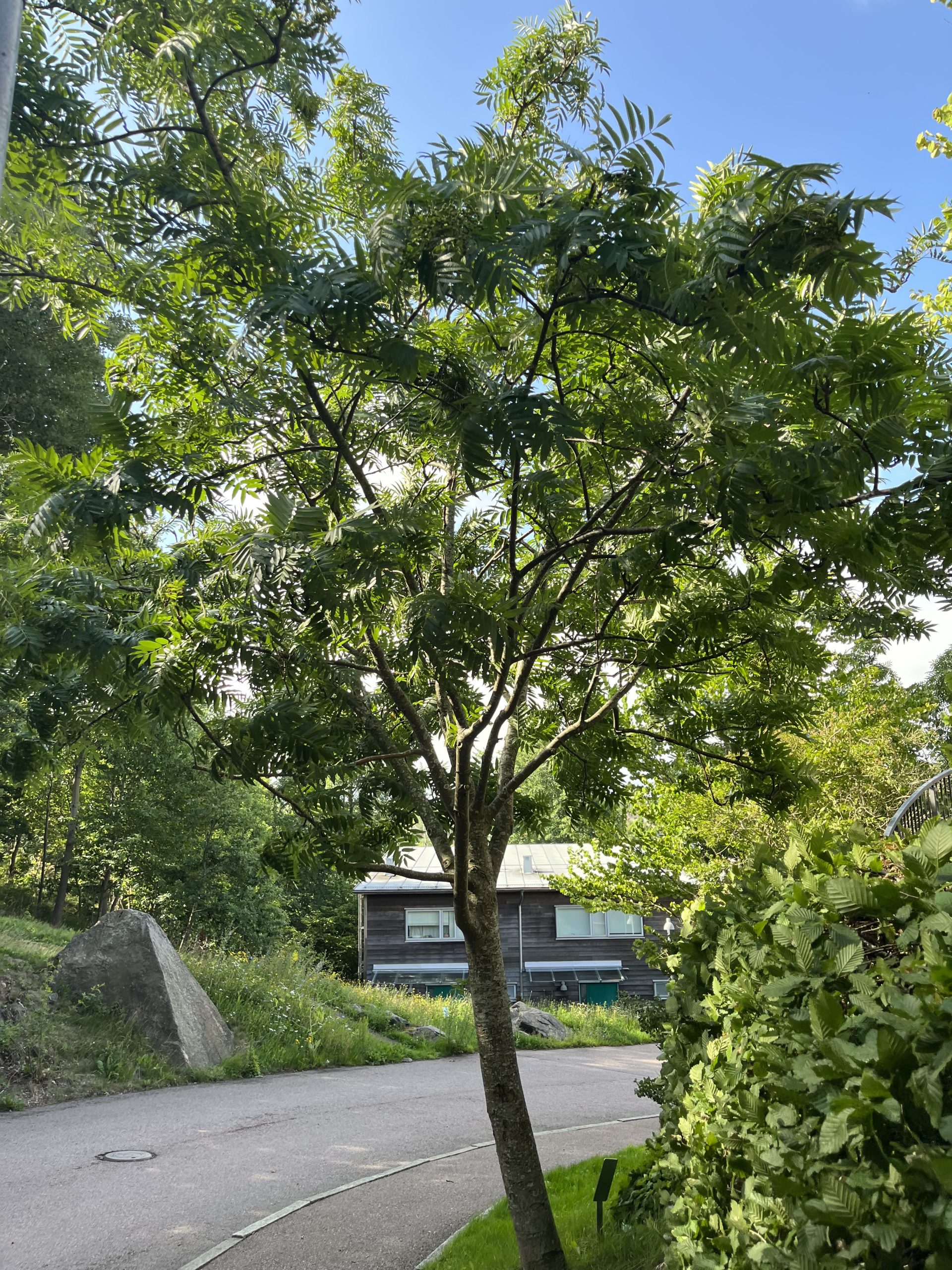 Ett träd vid sidan av en väg.