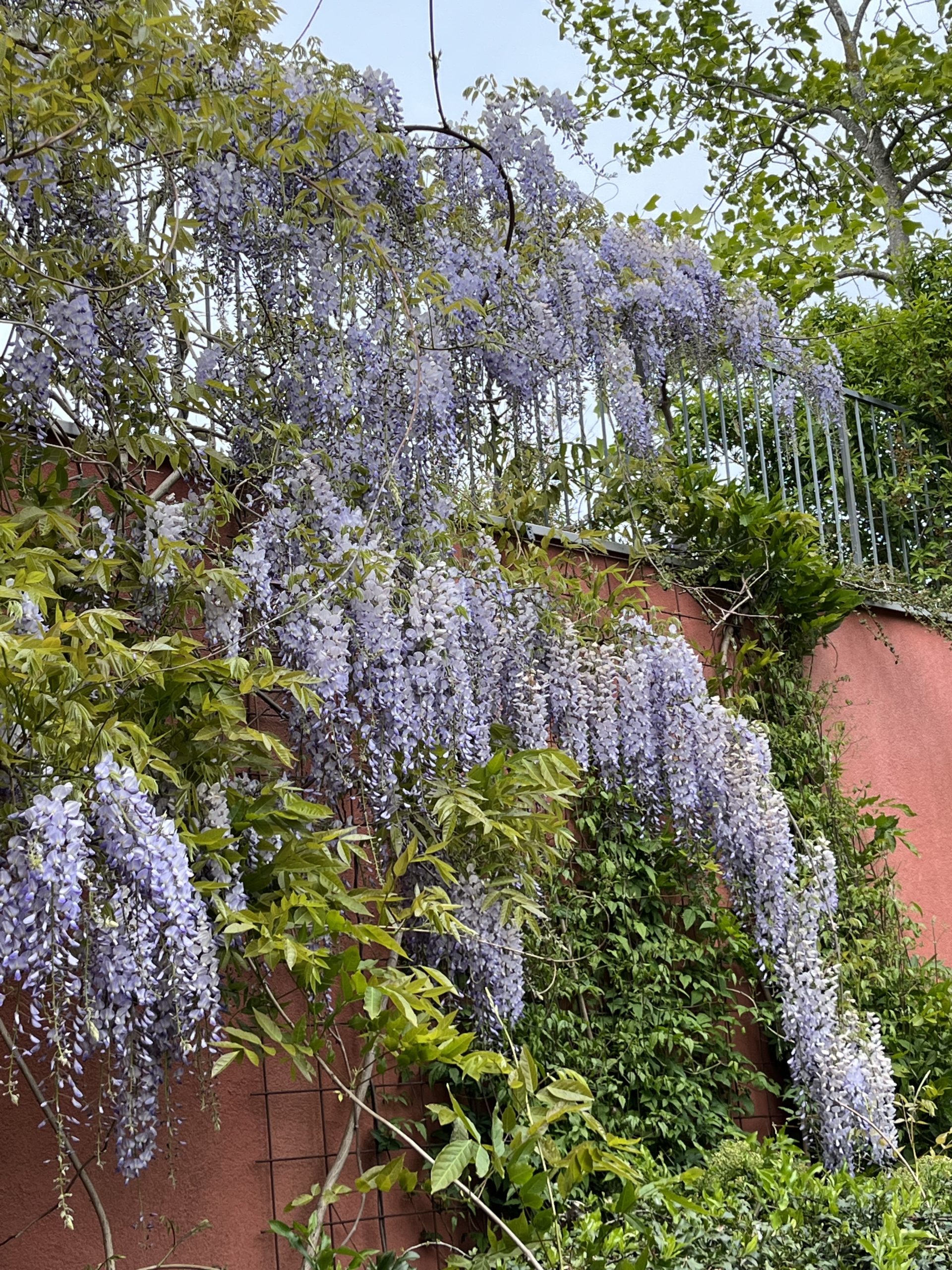 Lila, hängande blommor som växer på sidan av en byggnad.