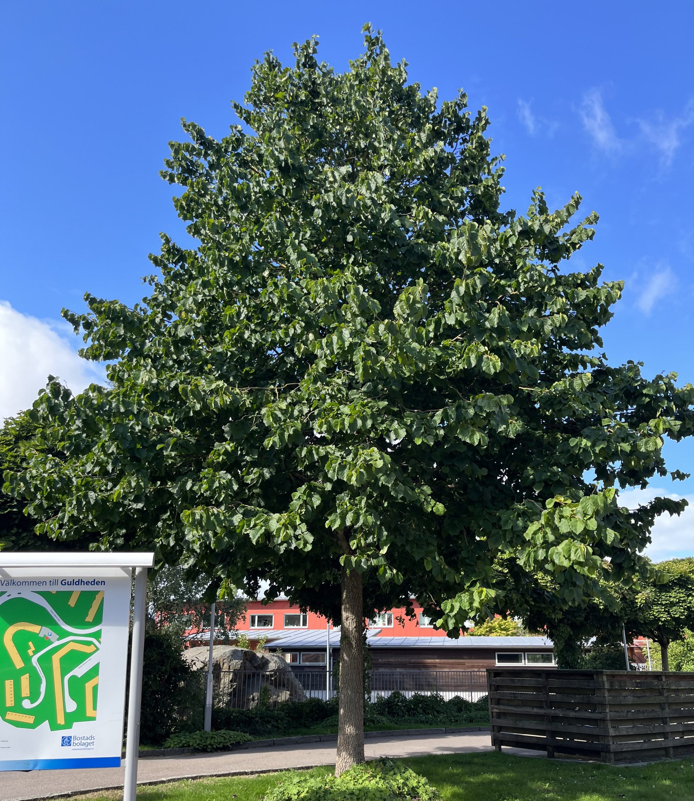 Ett stort grönt träd bredvid en skylt.