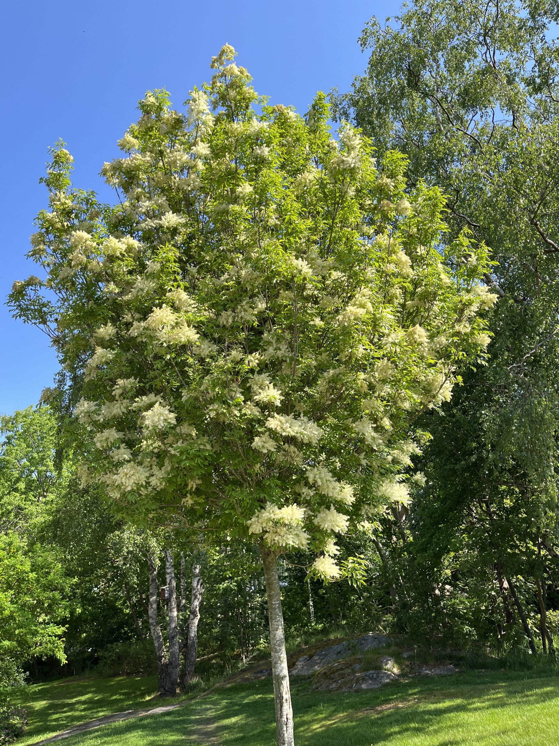 Ett träd mitt på ett gräsfält.