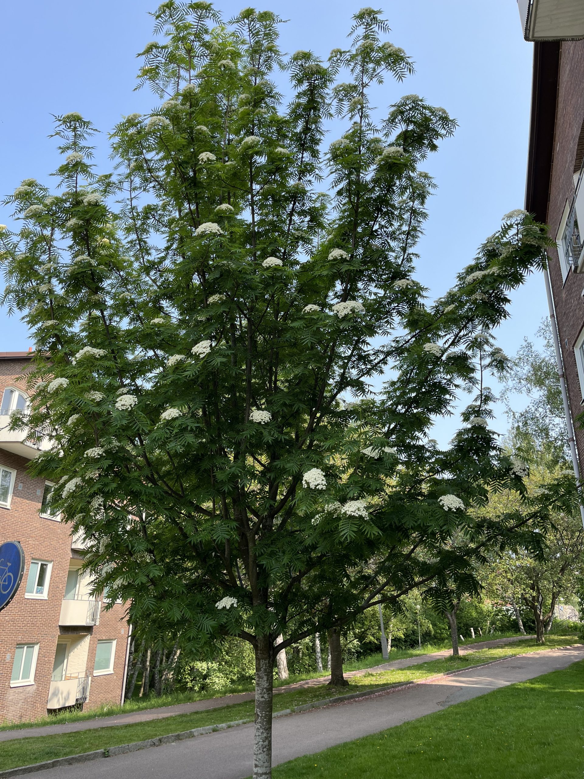 Ett träd med vita blommor framför en byggnad.