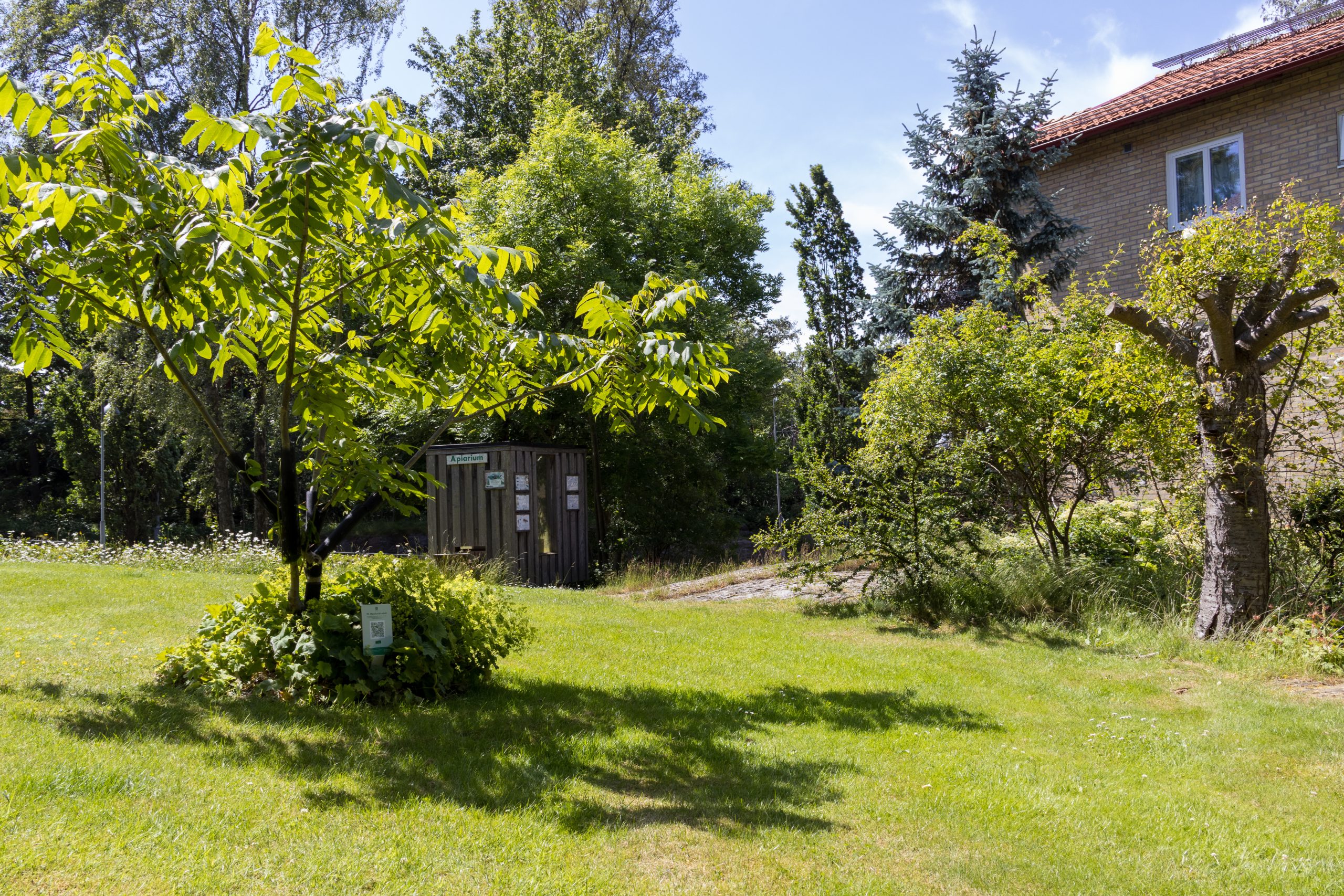 Ett litet träd på en gård intill ett hus.