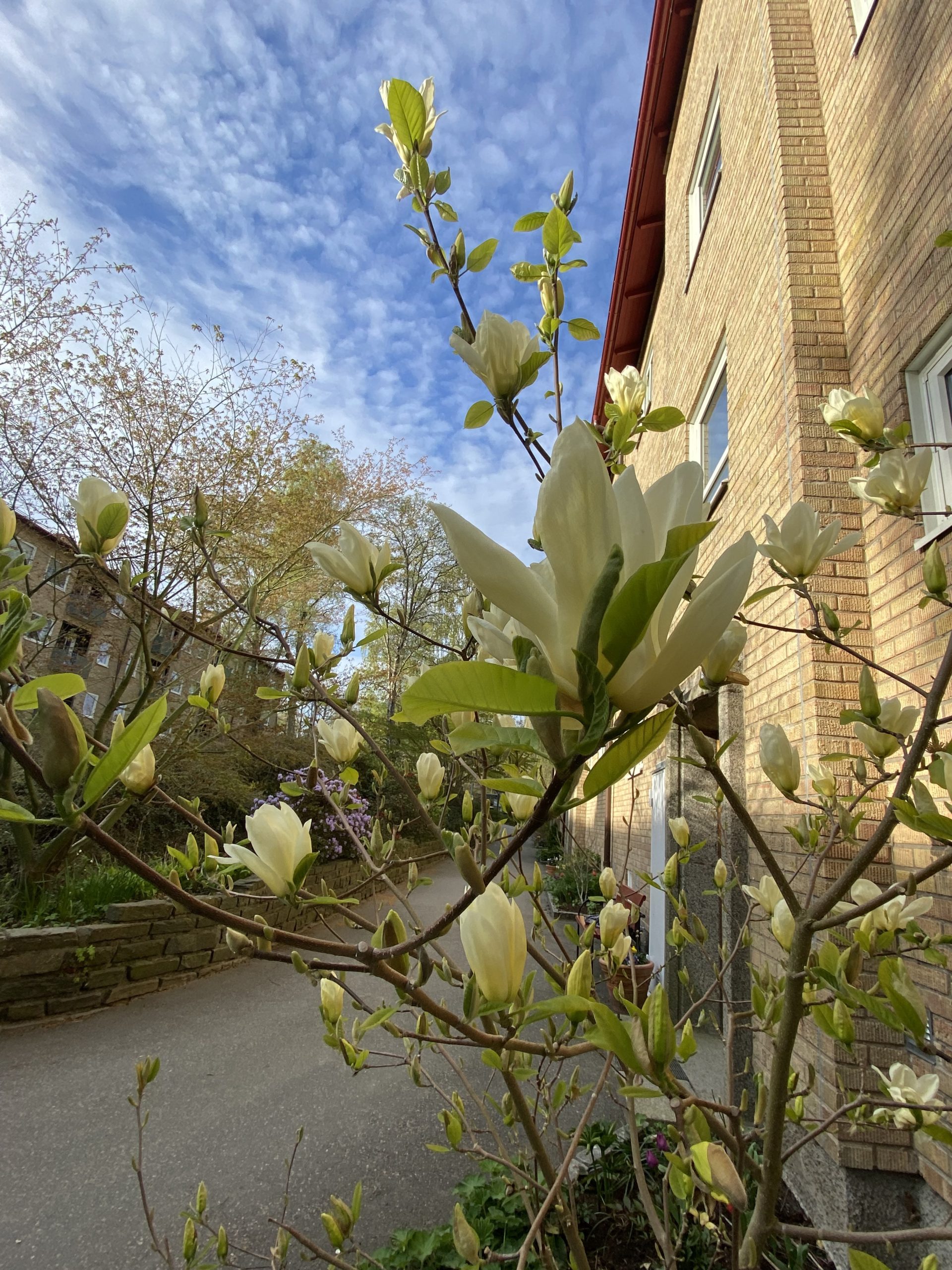 Ett träd med vita blommor framför en tegelbyggnad.