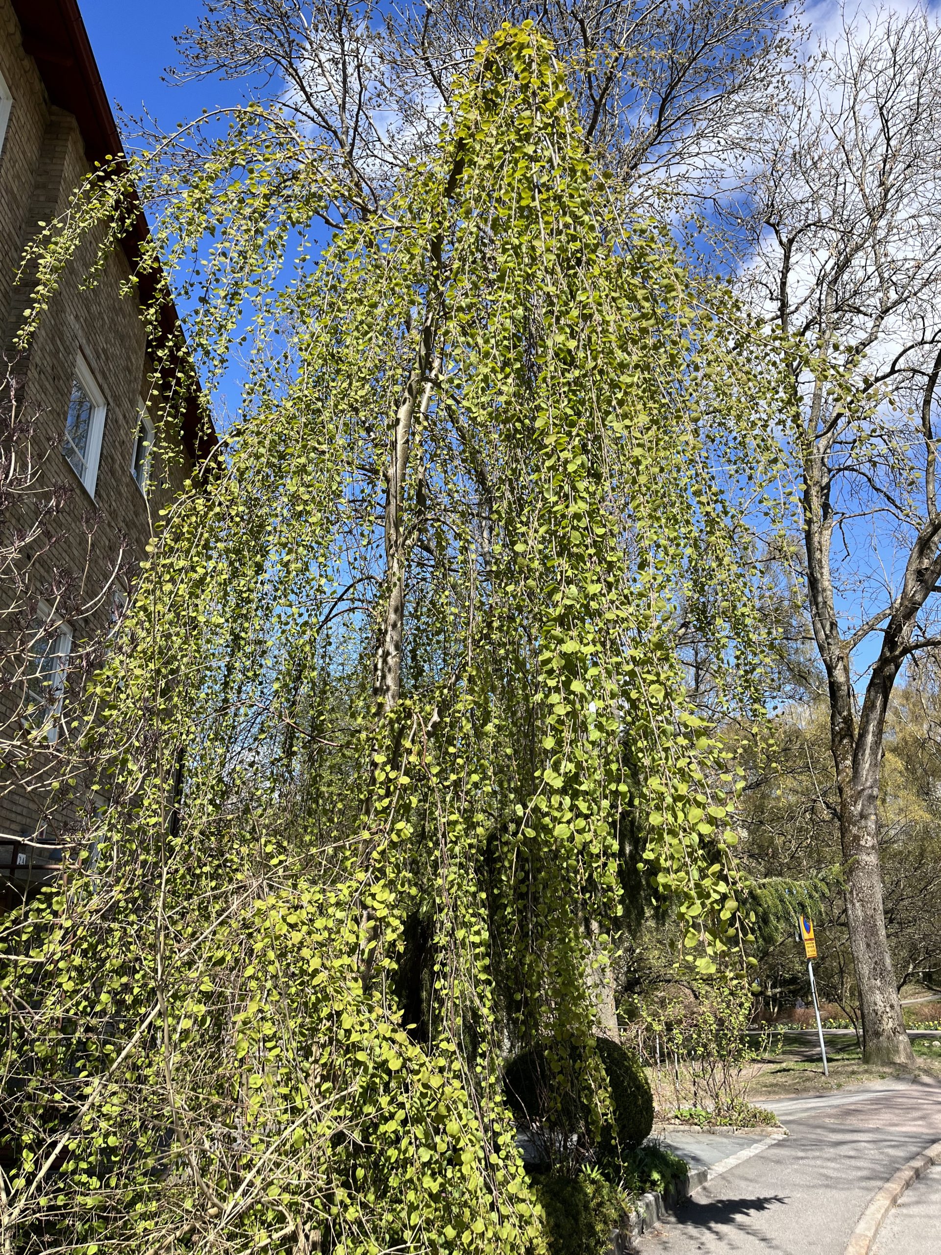 Ett träd som står intill en byggnad.