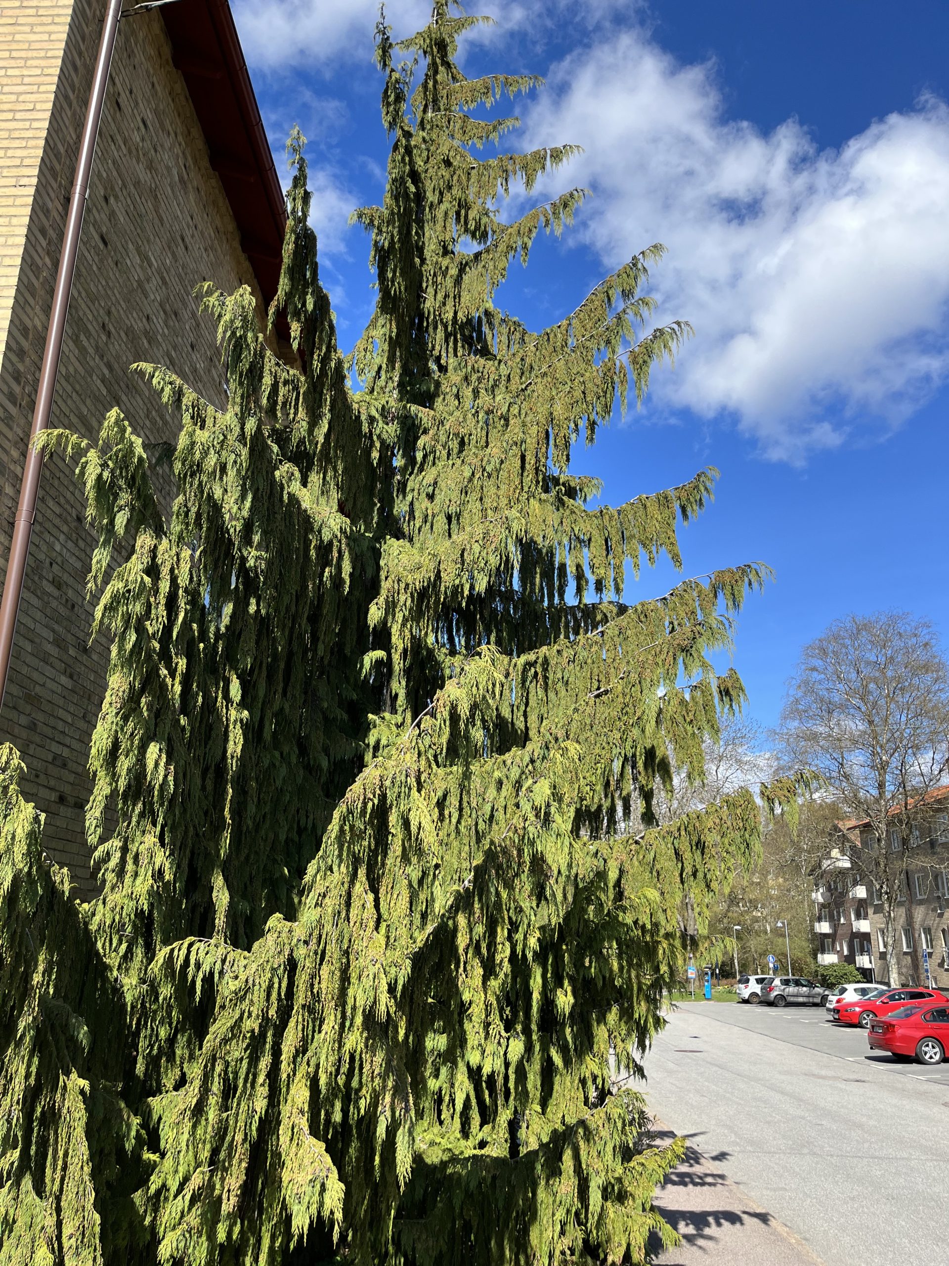 Ett högt grönt träd som står bredvid en byggnad.