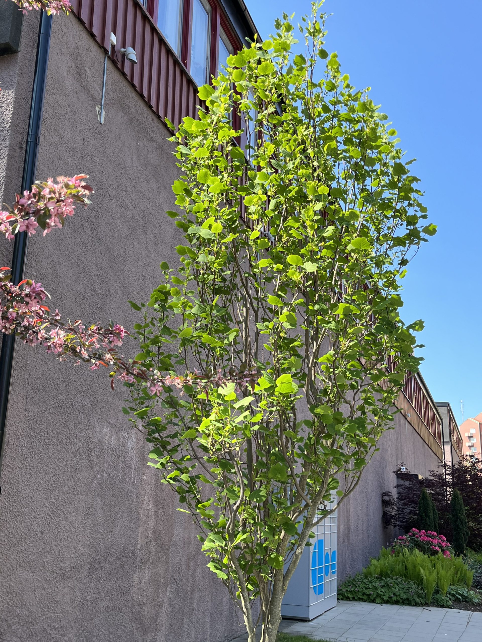 Ett litet träd utanför en byggnad.