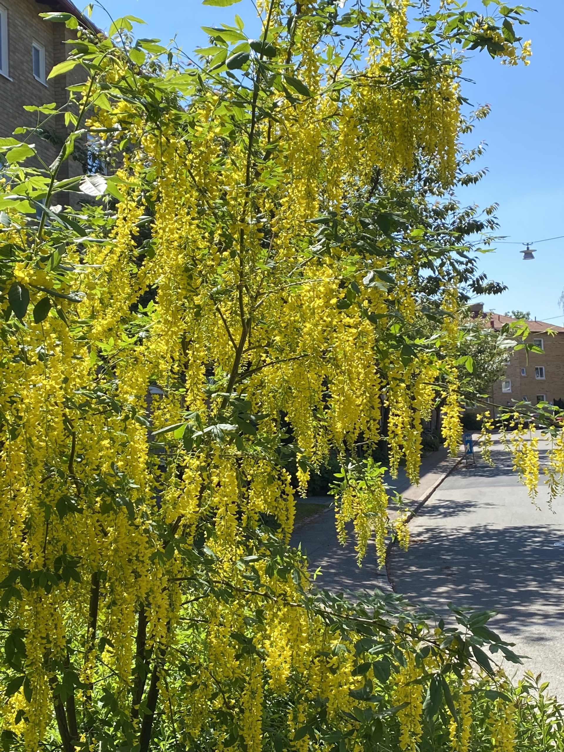 En gata kantad av massor av gula blommor.