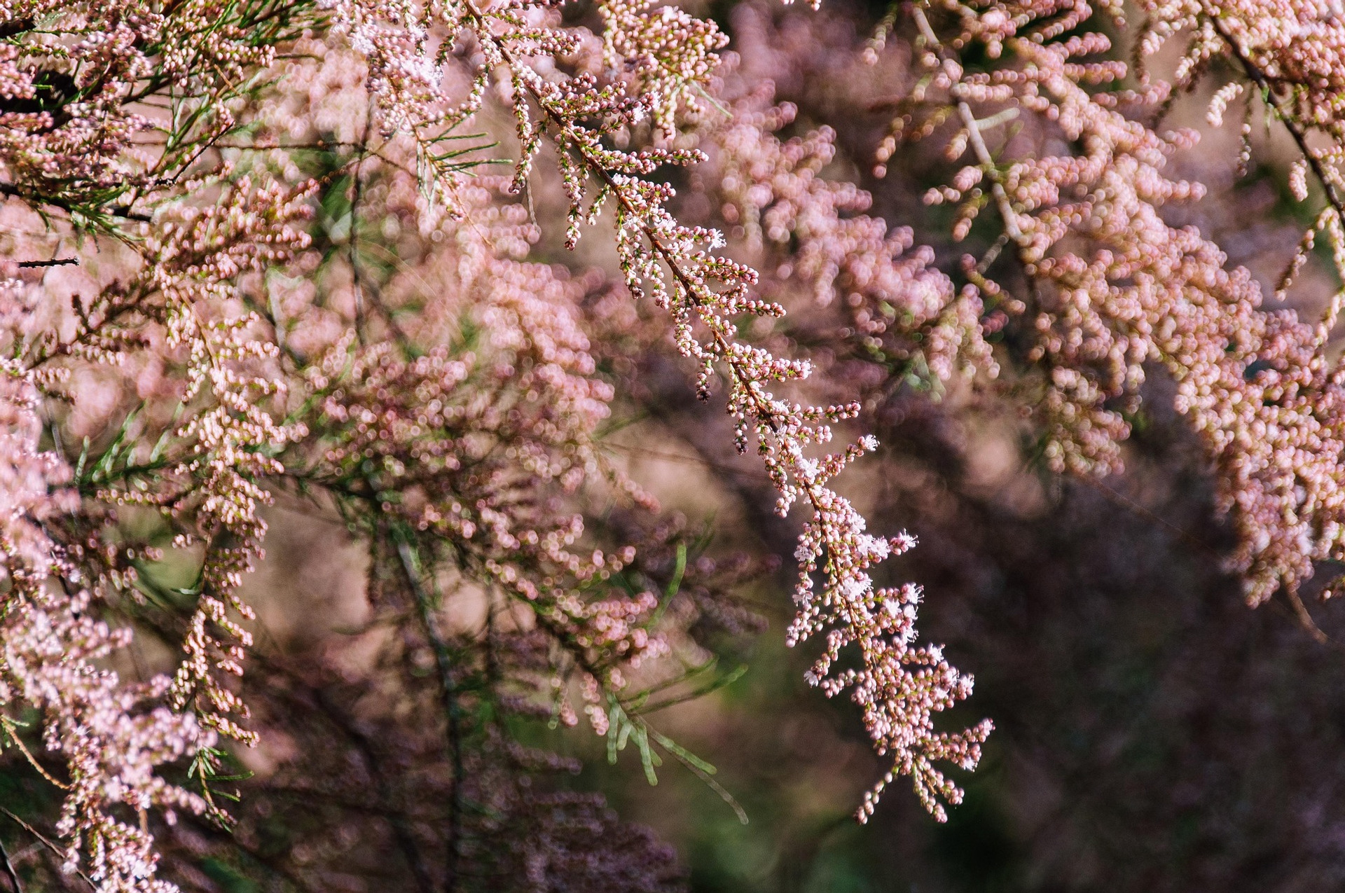 En närbild av ett träd med rosa blommor.