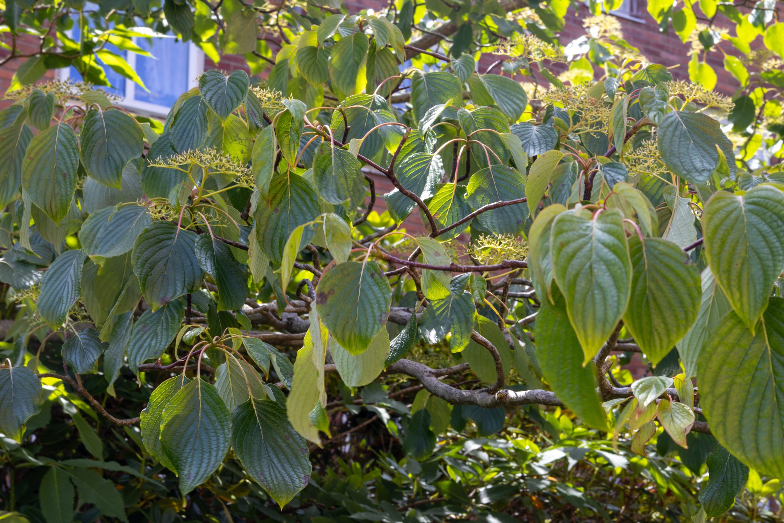 Ett träd med massor av gröna blad på.