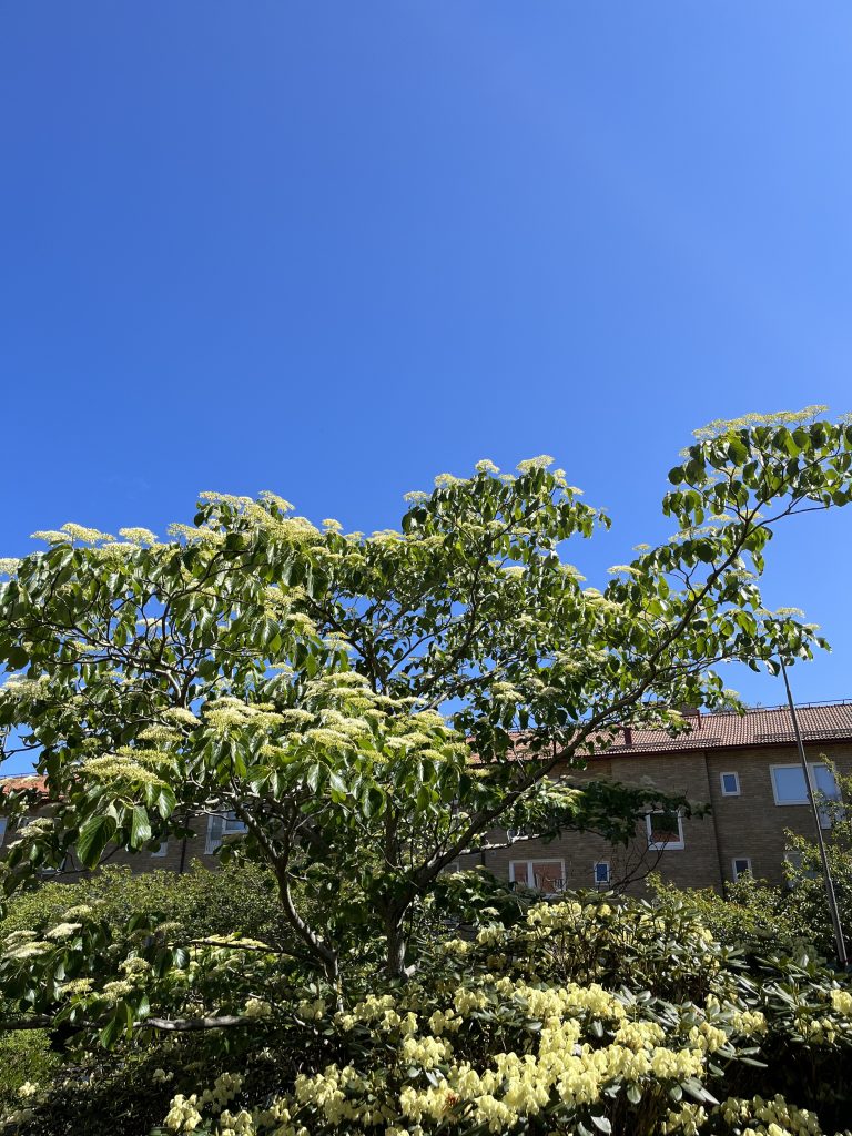 Ett träd med gula blommor framför en byggnad.