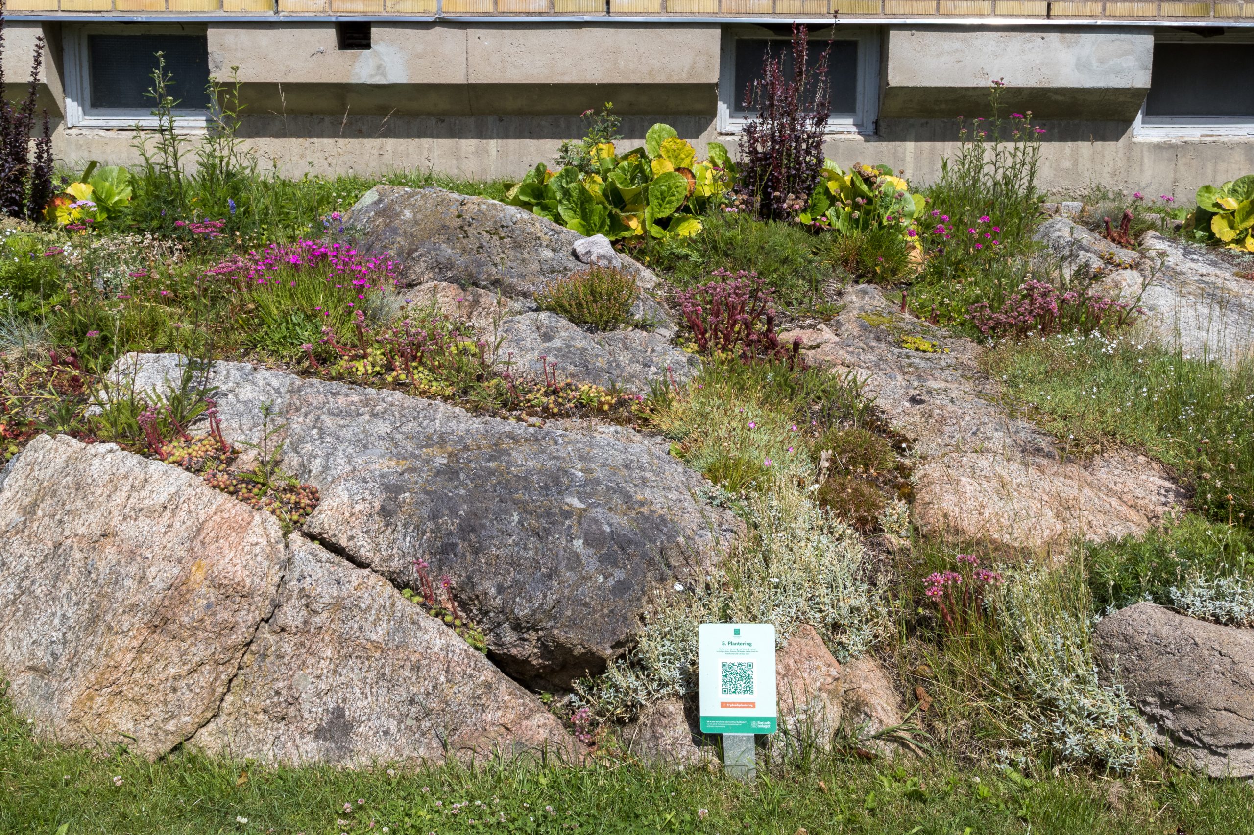 En stenträdgård med blandade planteringar.