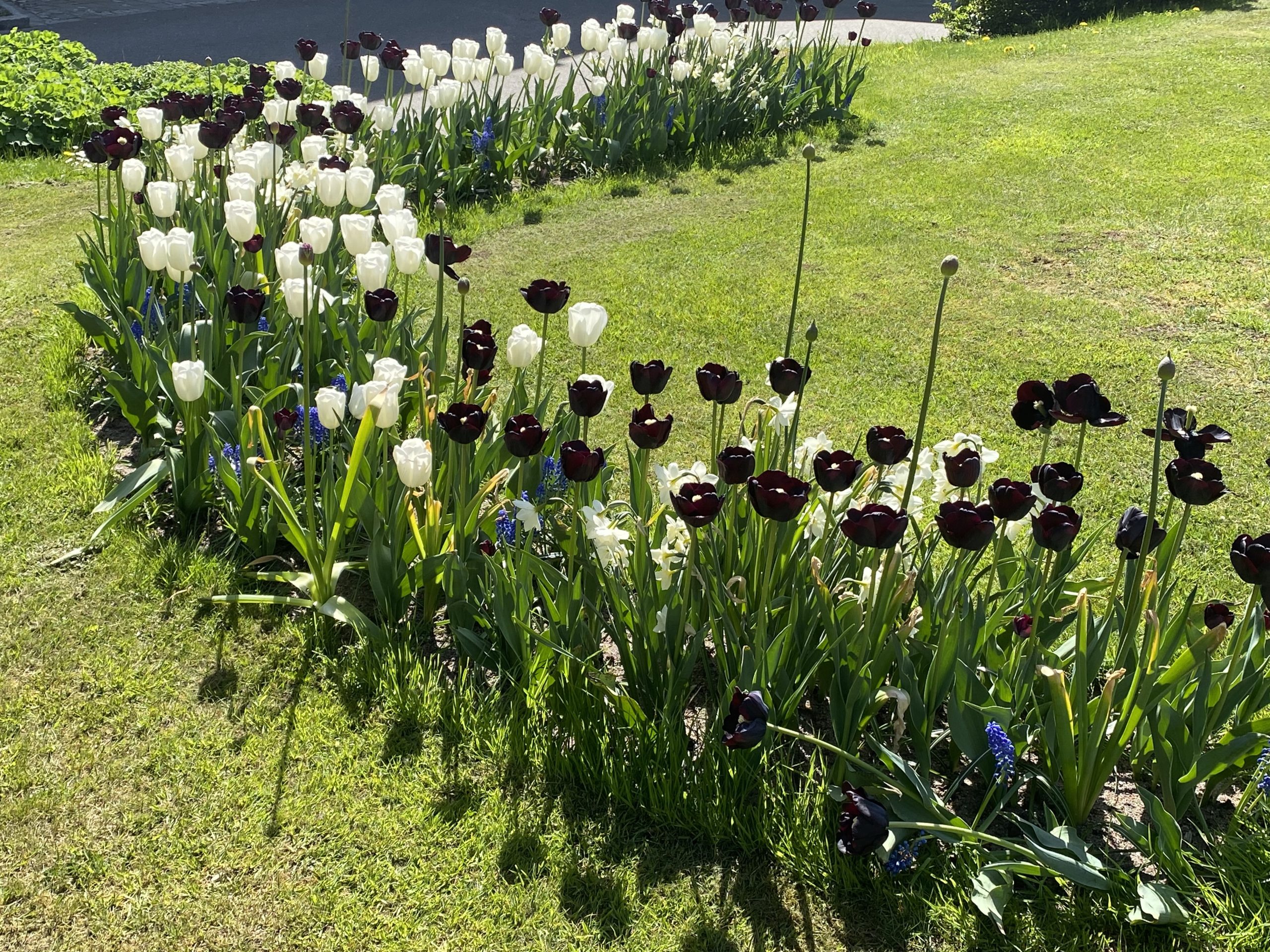 En blomsterträdgård av tulpaner mitt på en gräsmatta.
