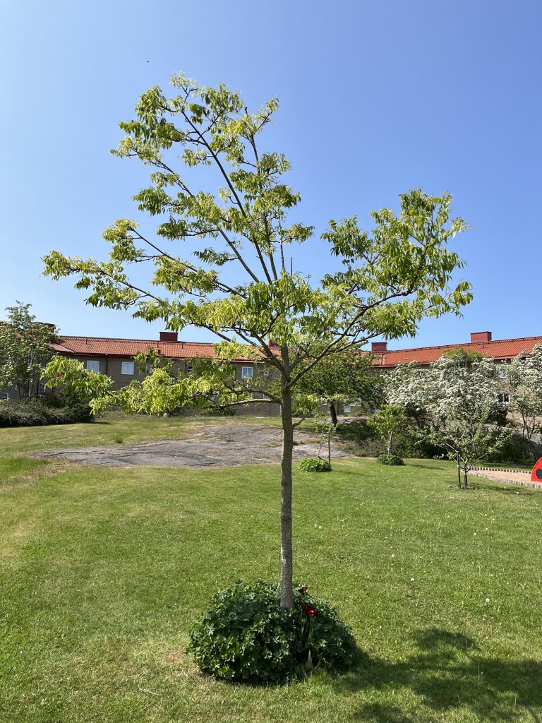 Ett litet träd mitt på en gårdsplan.