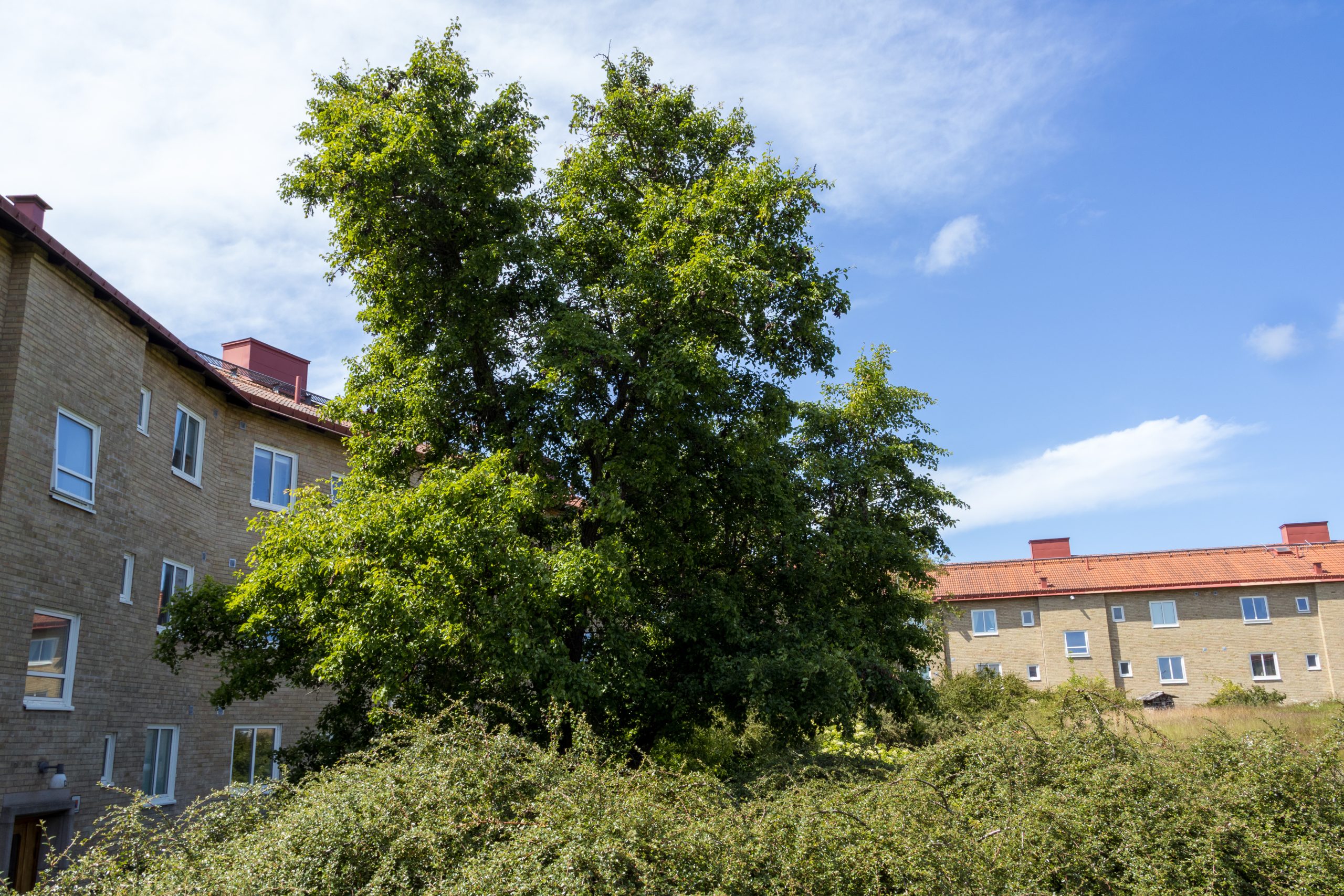 En byggnad med ett träd framför sig.