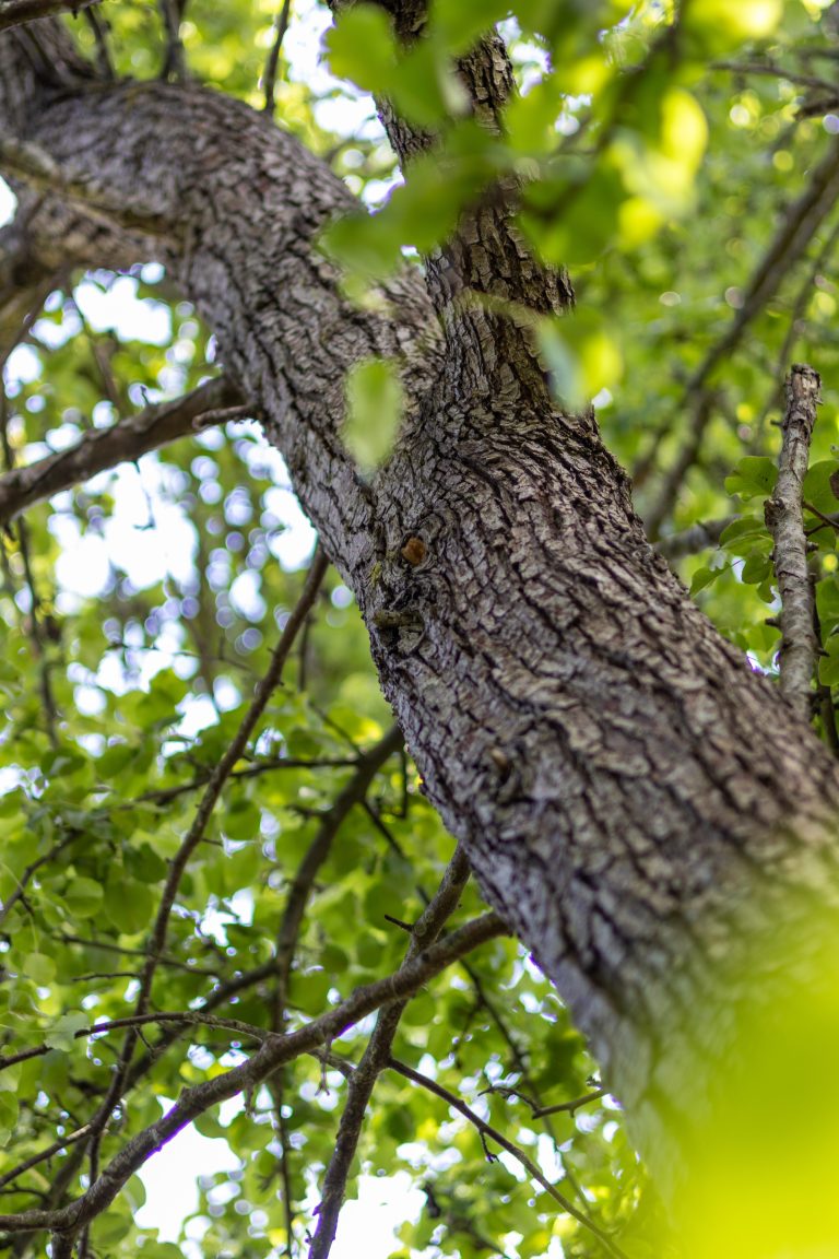 Närbild på barken på ett grönskande träd.