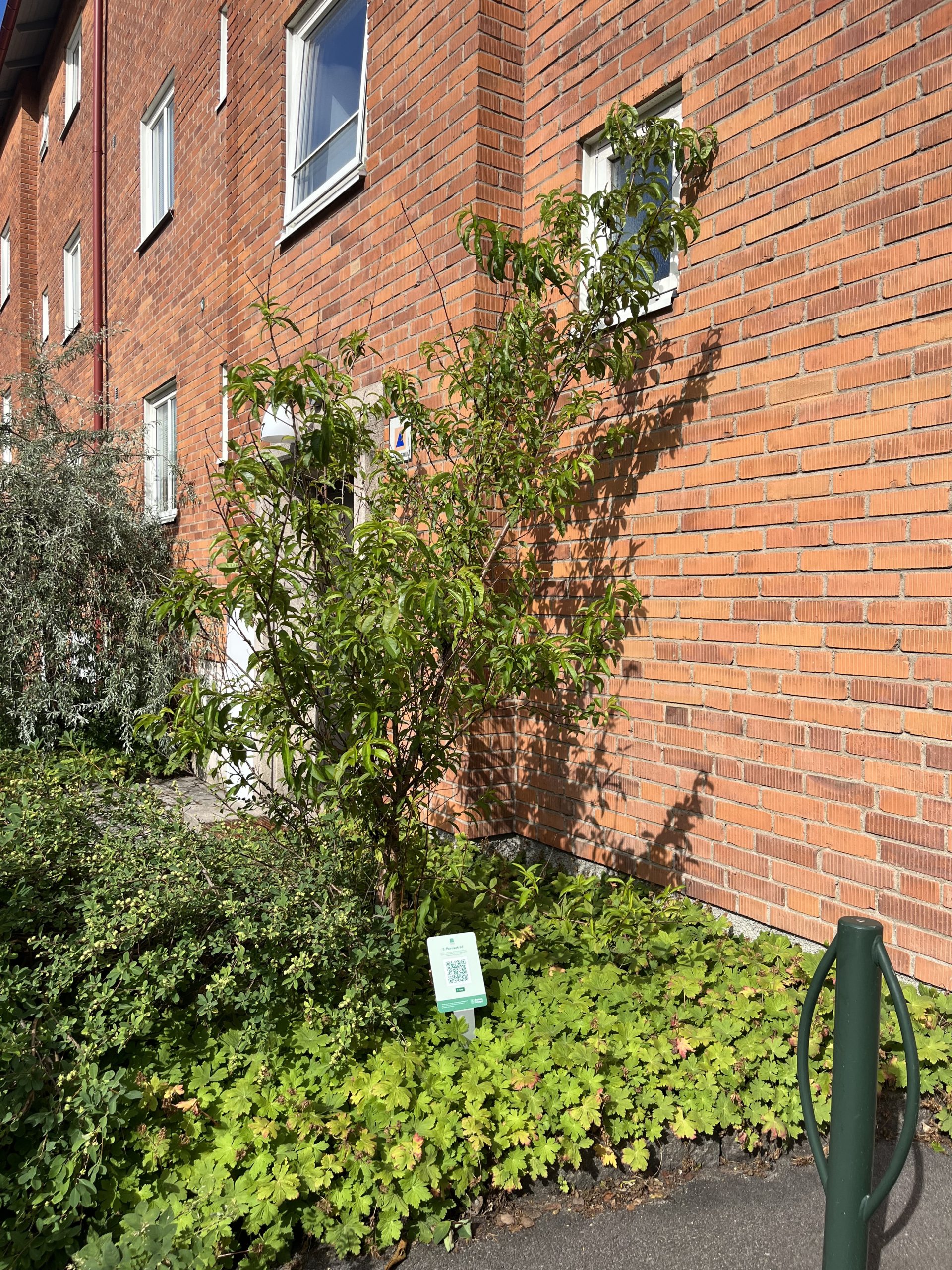 En tegelbyggnad med litet träd på framsidan.