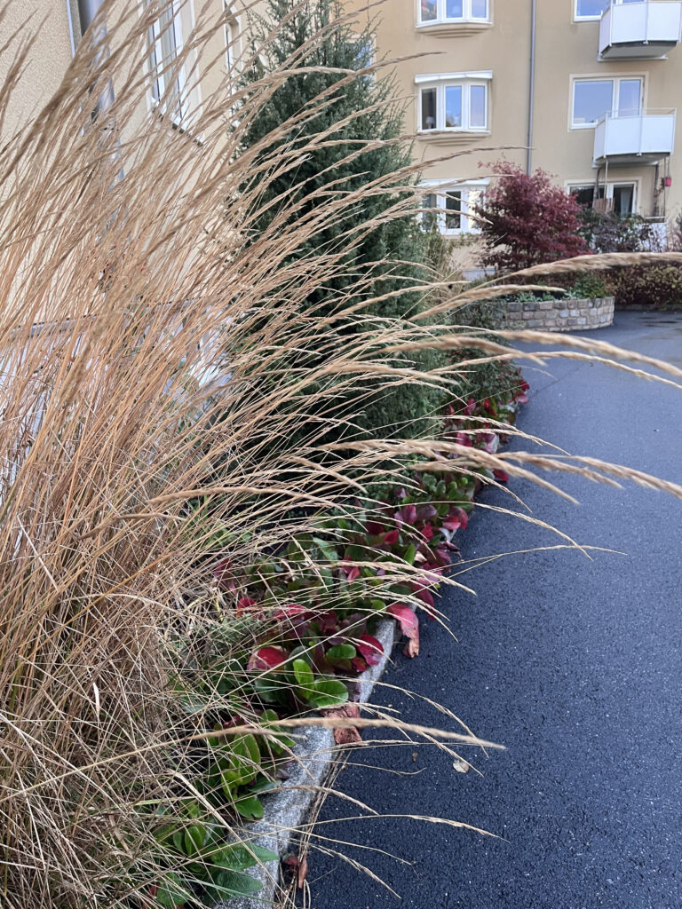 En vacker höstrabatt med vass och granar. I bakgrunden syns en beige lägenhetsbyggnad. 