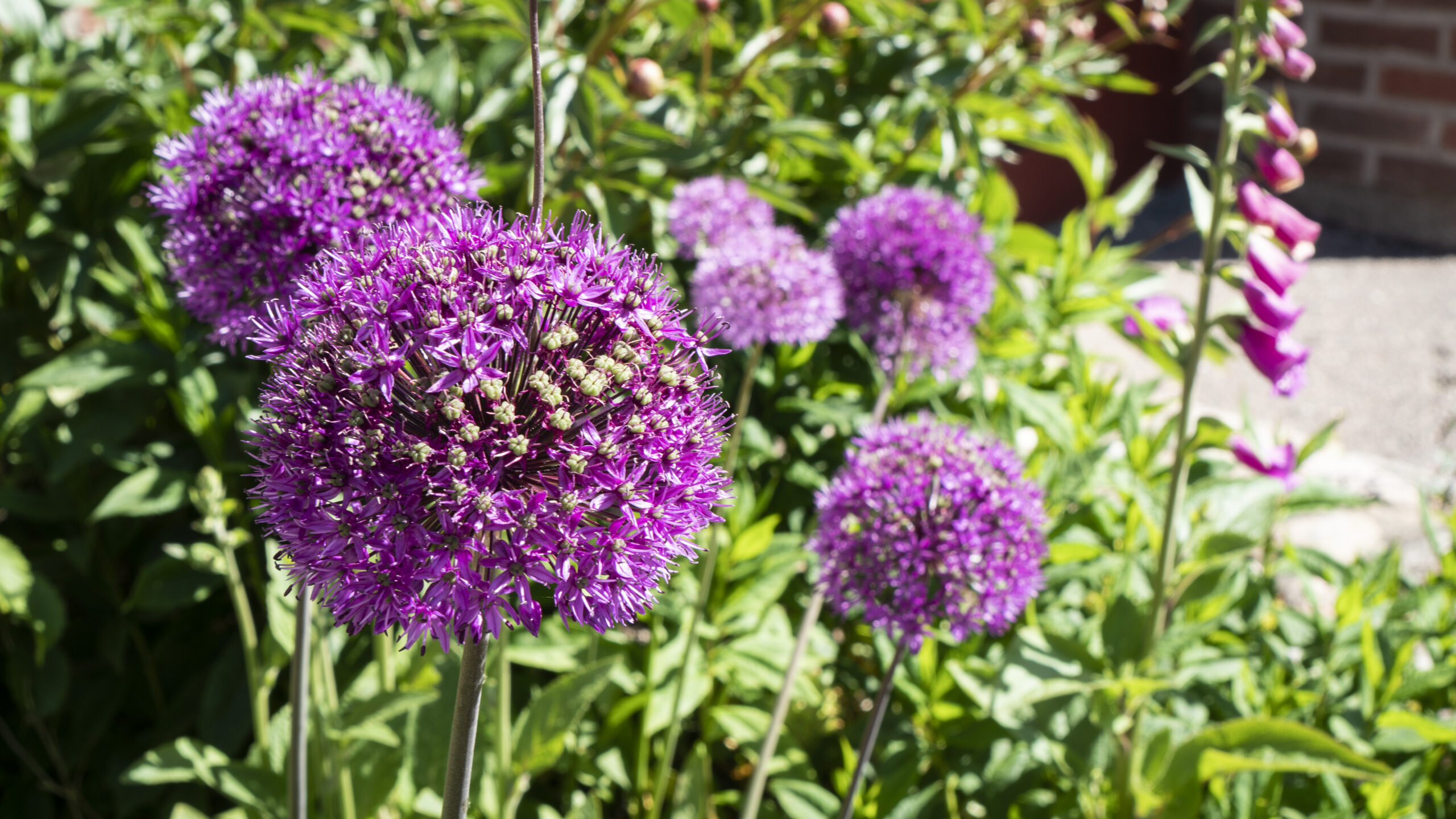 Lila blommor i en grönskande rabatt.