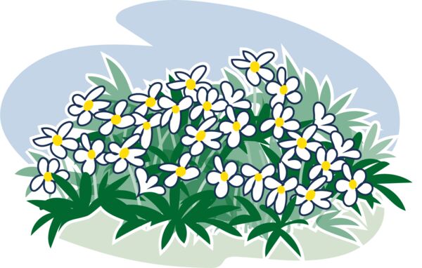 Tecknade vitsippor i blom